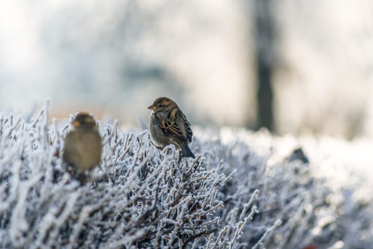Estate Planning for Snowbirds: Protecting Assets Across State Lines