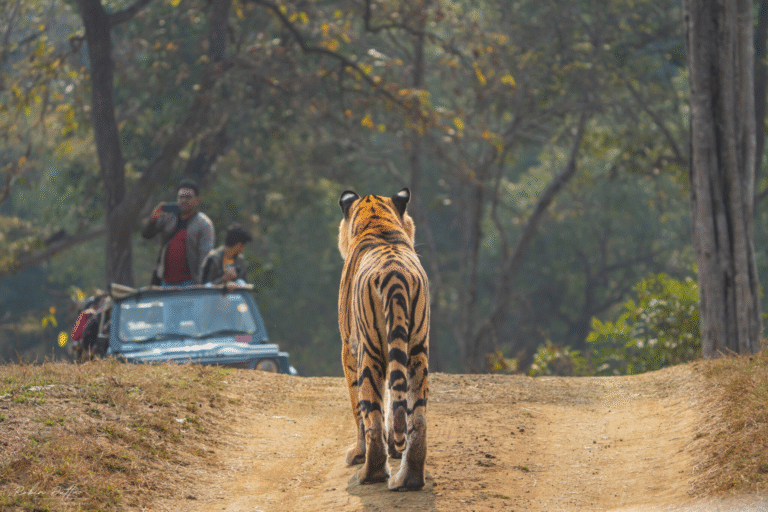 Explore India’s Top Tiger Reserves – Bandhavgarh, Kanha & Ranthambore Safari Tours